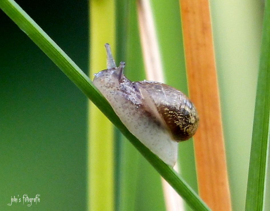 wat is dit voor slakje?